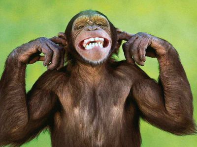 ¡Si alguien te dice que eres muy “mono” no creas que te pareces a un orangután!